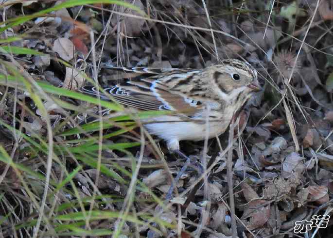 北京西山&nbsp;wbr路&nbsp;wbr铁爪鵐