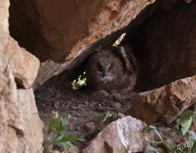 我在西藏拍到过雕鸮