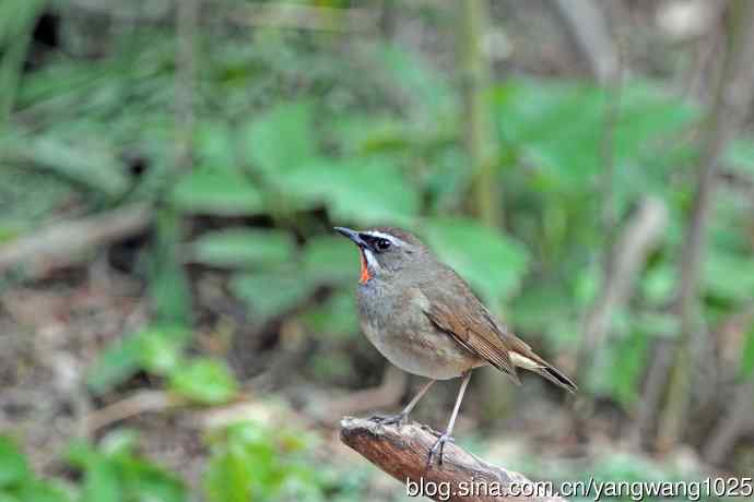 雄性红喉歌鸲（11）