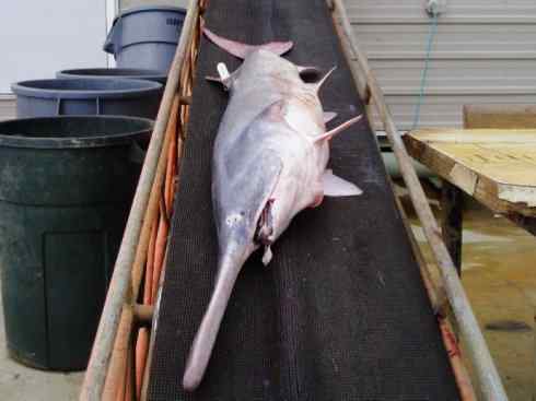 鱼类活化石：匙吻鲟科