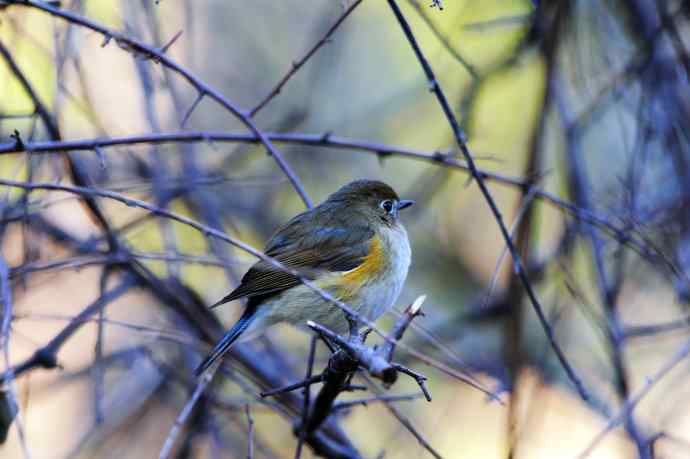 雄性红胁蓝尾鸲