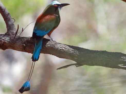 绝色攀禽：佛法僧目之翠鴗2