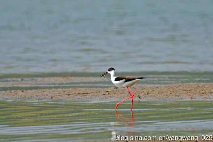 黑翅长脚鹬（1）