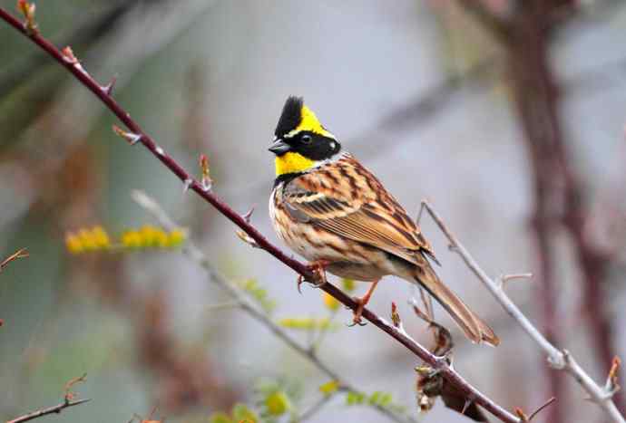 洋县两天观鸟,秦岭如此美妙! 洋县两天观鸟,秦岭如此美妙!