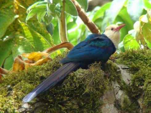 绝色攀禽:戴胜与林戴胜2 绝色攀禽:戴胜与林戴胜2