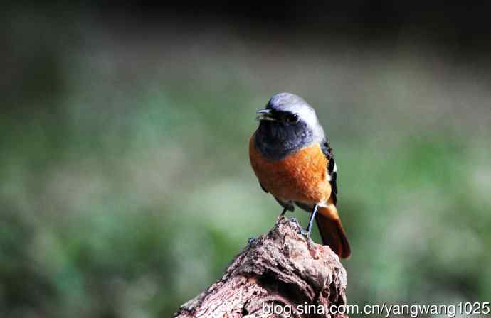 雄性北红尾鸲（18）