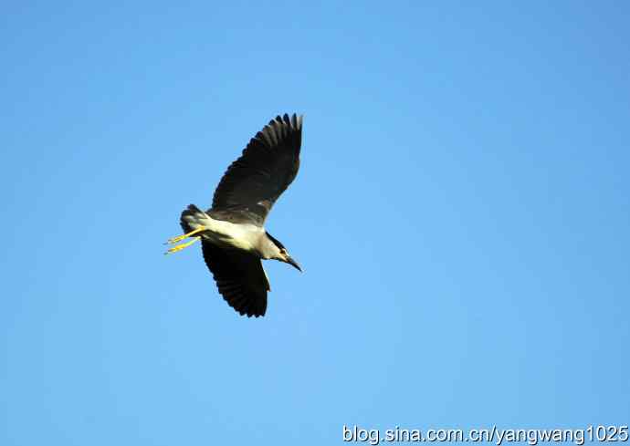 只有一只夜鹭（奥林匹克公园纪实）