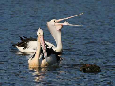 白头鸟系列：另类的美丽10（海鸥）