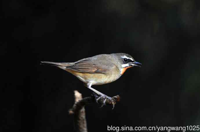 红喉歌鸲(20) 红喉歌鸲(20)