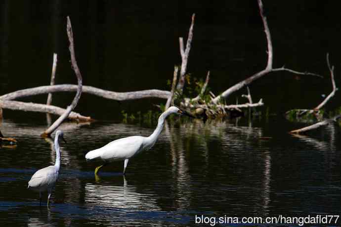 美国鸟类摄影——雪鹭（9）