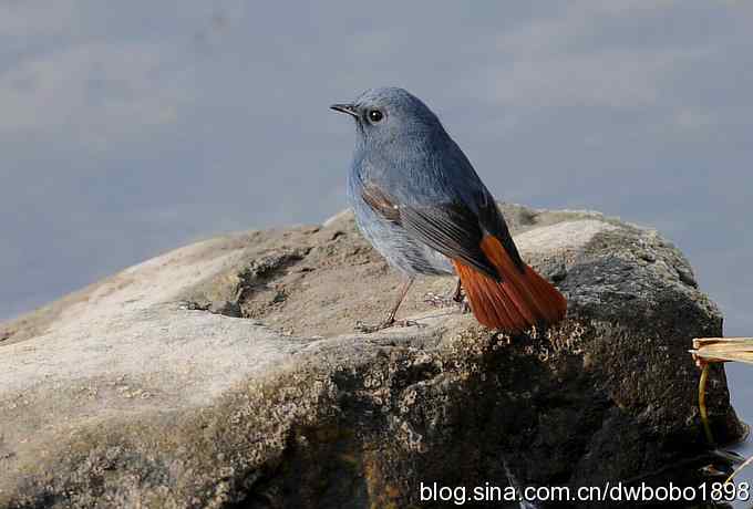 山光悦鸟性 wbr偶心竞翔飞 山光悦鸟性 wbr偶心竞翔飞