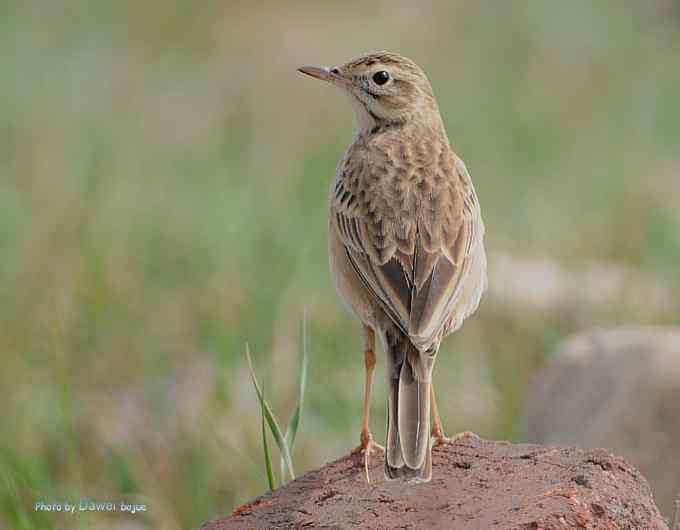 一组林鸟：蓝歌鸲有点乖
