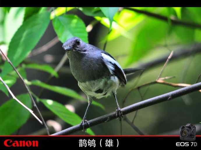 神奇的小池塘 神奇的小池塘