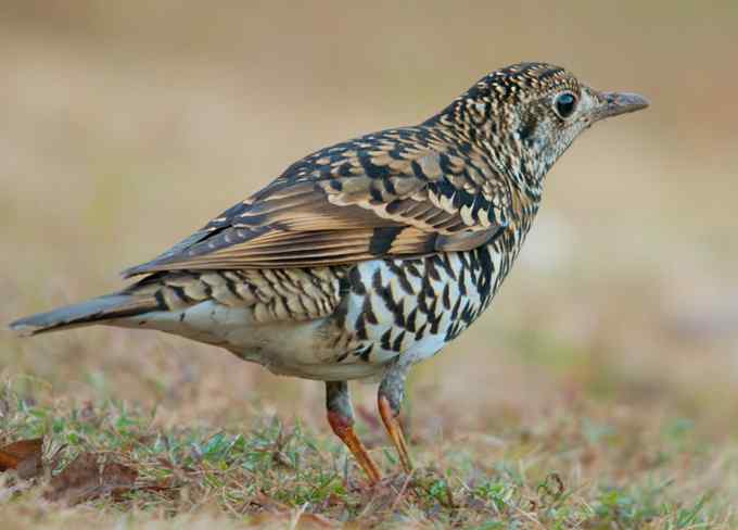 深圳拍鸟新纪录(4)——虎斑地鸫(组图)