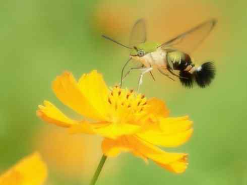 十大喜食蜂蜜动物：鬼脸天蛾