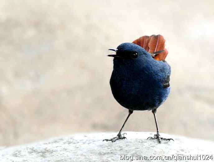 它可真能叫.十渡的红尾水鸲GG