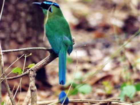 绝色攀禽：佛法僧目