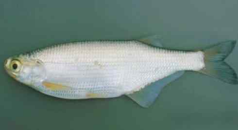 鱼类活化石：月眼鱼