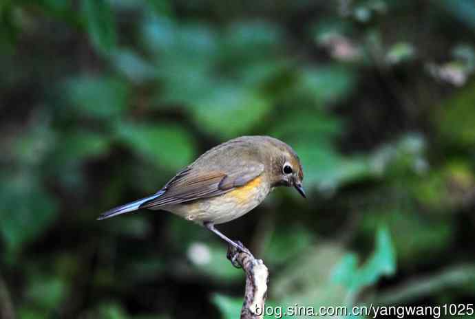 雌性红胁蓝尾鸲（53）