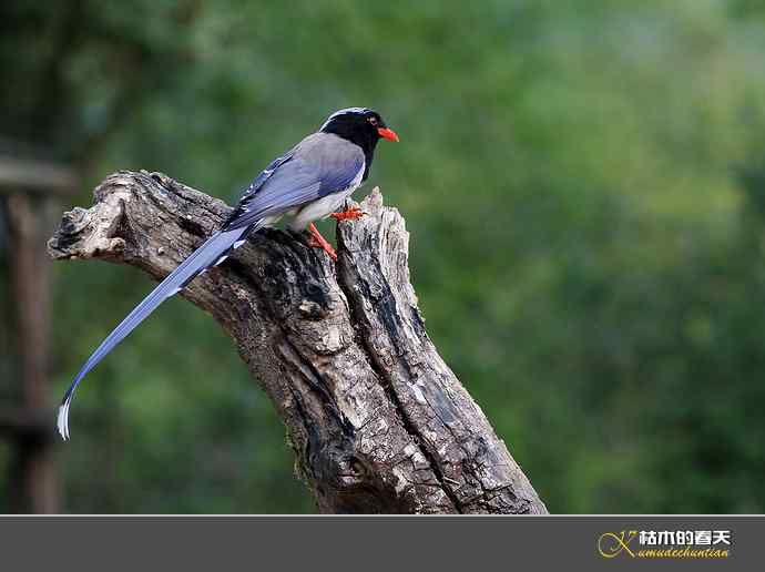 休闲拍鸟之二:红嘴蓝鹊 休闲拍鸟之二:红嘴蓝鹊