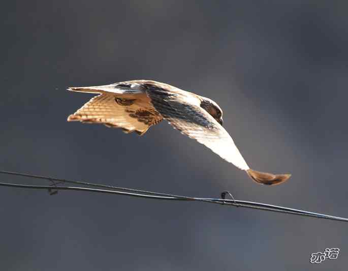 白河峡谷 wbr路 wbr大鵟吞鼠 白河峡谷 wbr路 wbr大鵟吞鼠