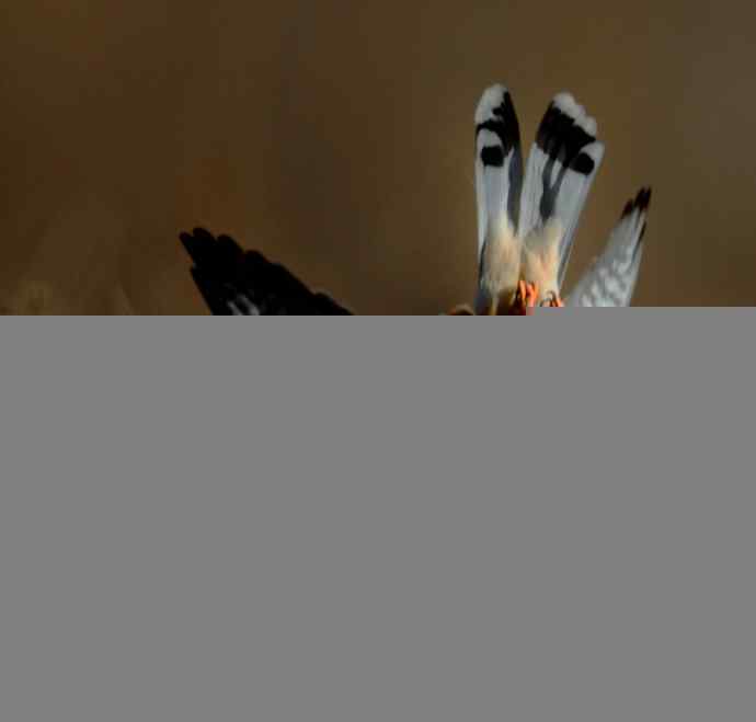 红隼吞鼠全记录（之一）