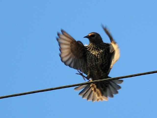 【亚平宁半岛之旅 wbr. wbr紫翅椋鸟】 【亚平宁半岛之旅 wbr. wbr紫翅椋鸟】
