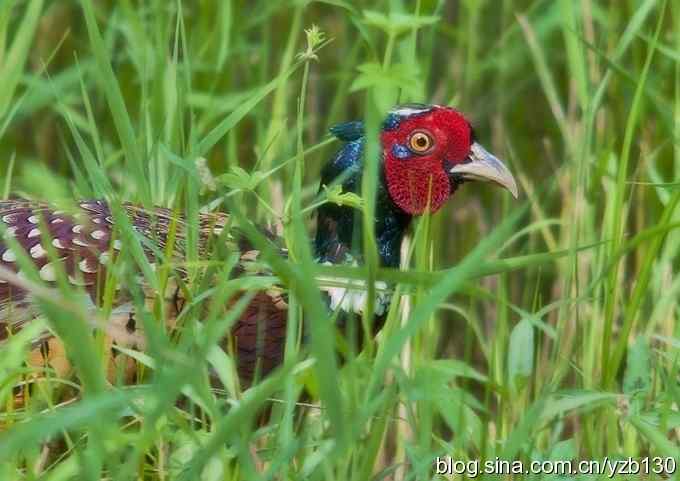 闲庭信步环颈稚（组图，21张图片）