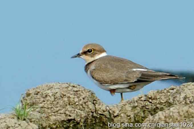 沙河水库.可爱小鸟环颈鸻