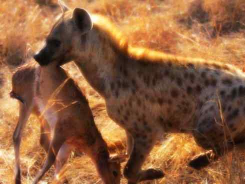 狈：传说的兽原型探秘（鬣狗）