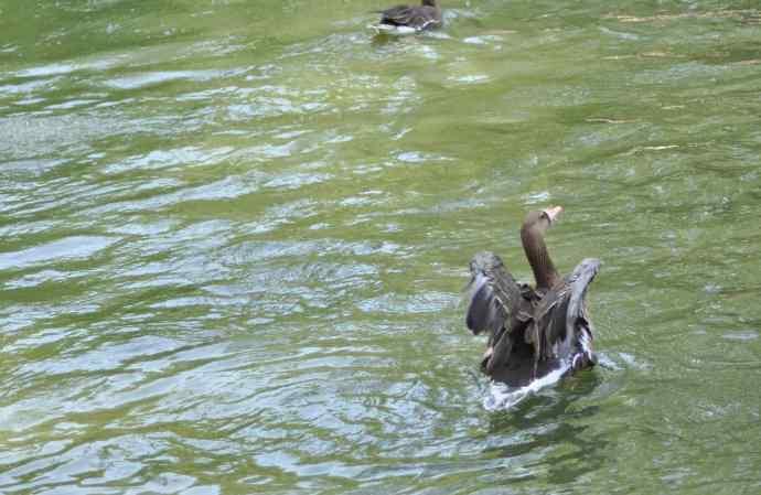 海鸥与打架的鸿雁 海鸥与打架的鸿雁