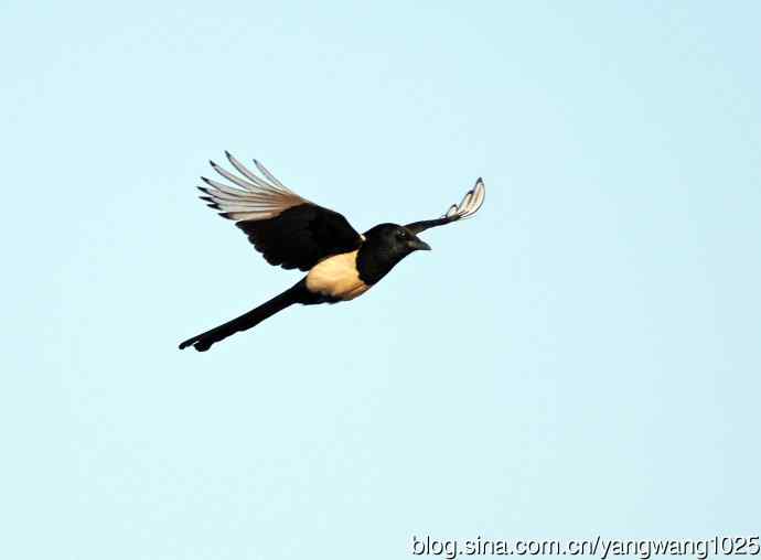 抓拍飞翔的喜鹊(习作)1 抓拍飞翔的喜鹊(习作)1