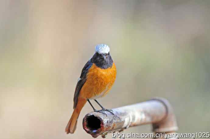 雄性北红尾鸲（31）