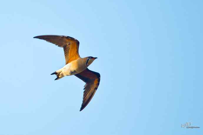 湖北襄阳的普通燕鸻 湖北襄阳的普通燕鸻