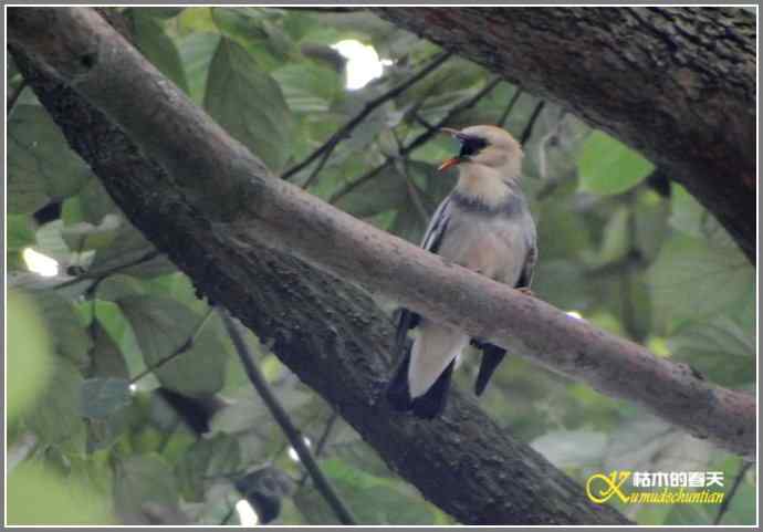 雨天拍鸟的惊喜【照片】