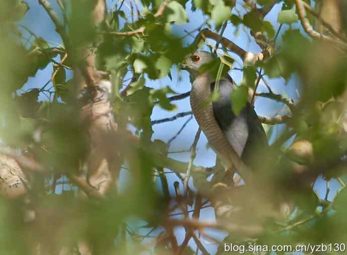 珍品褐耳鹰（组图，5张图片）