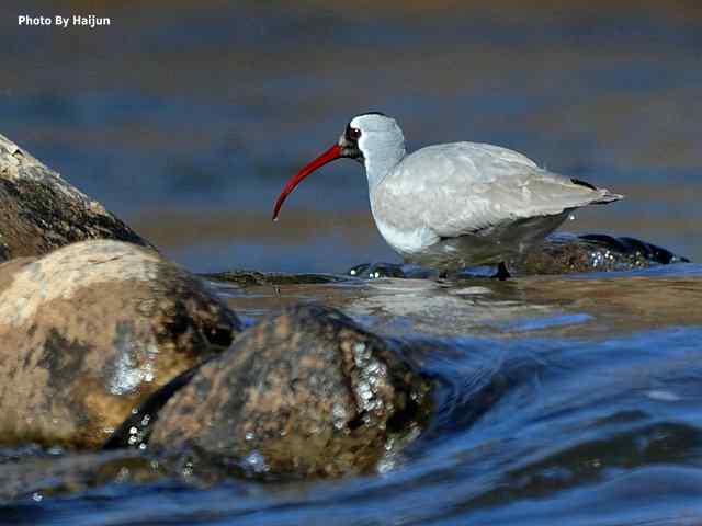 峡谷中观赏百态鹮嘴鹬