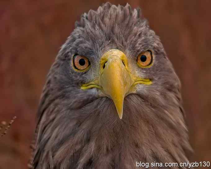 挑战鹰眼（组图，8张图片）