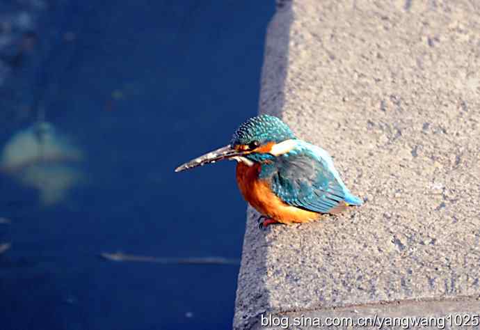 数九寒天我拍到了翠鸟