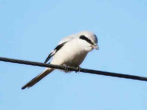 天生猎手：非猛禽类猎手之二（雀鸟也是屠夫——伯劳）