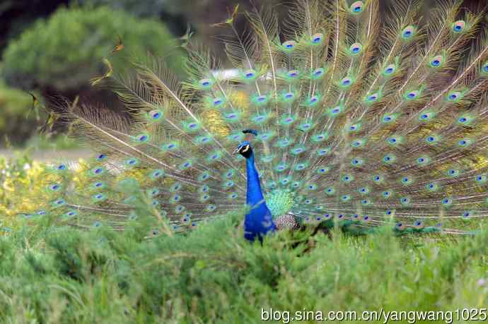 蓝孔雀(开屏) 蓝孔雀(开屏)