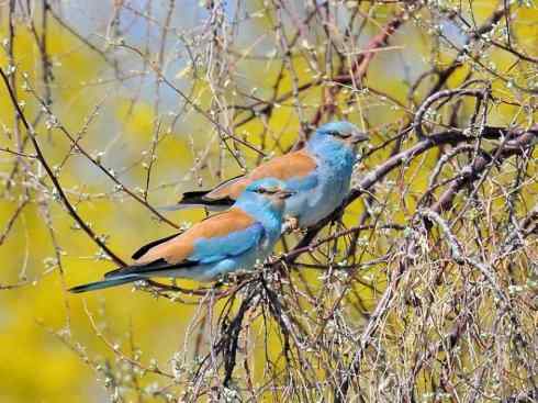 绝色攀禽：佛法僧目之佛法僧