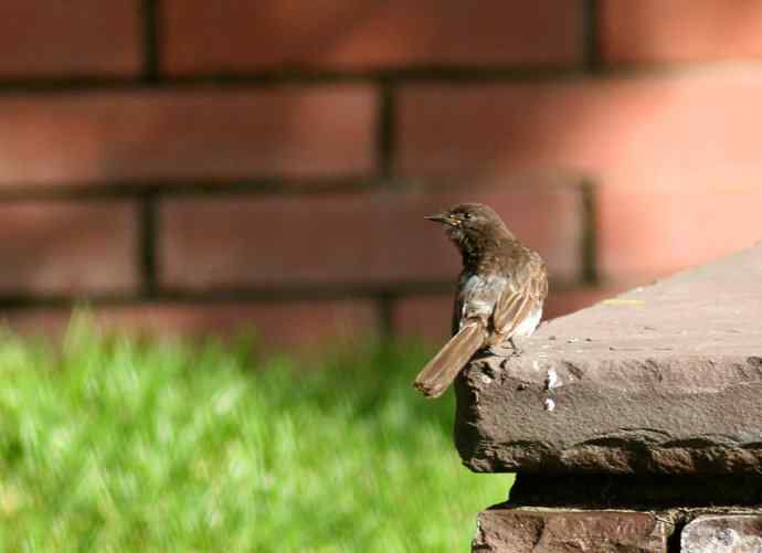 在加州拍鸟（1）黑菲比霸鹟