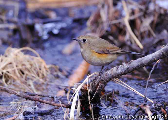 北京奥森公园的鸟类——雌性红胁蓝尾鸲（34）