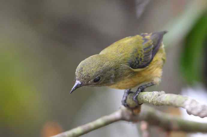 【树上一个小妹妹 wbr谁家啄花这样俏】