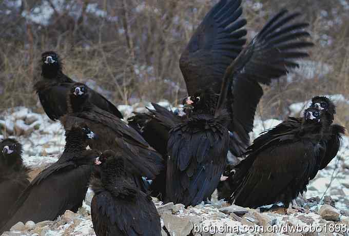 实拍京城雪后秃鹫的生猛大餐