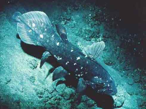 鱼类活化石：矛尾鱼