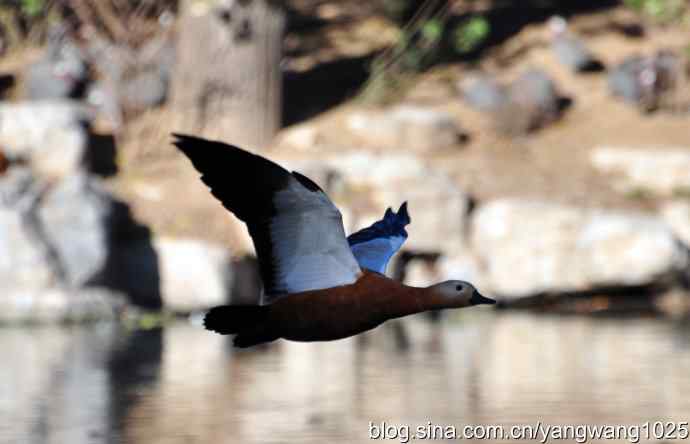 飞 wbr(赤麻鸭) wbr1 飞 wbr(赤麻鸭) wbr1