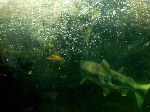 自然奇观：动物大迁徙(大马哈鱼)