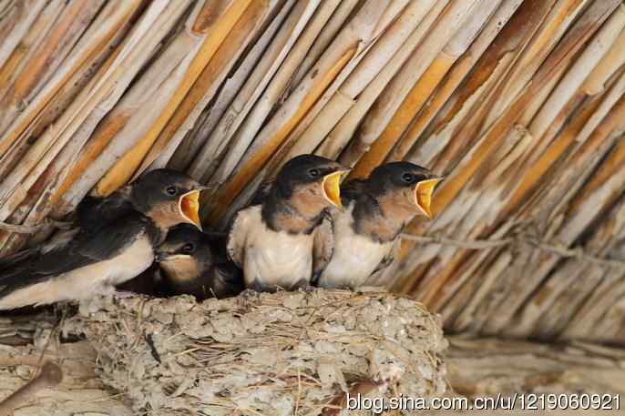 家燕育雏